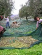 Scoprire l’agriturismo in Grecia