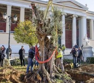 Ulivi centenari trapiantati ad Atene