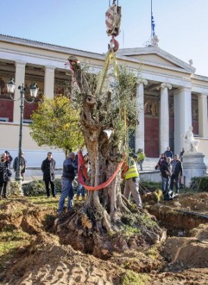 Ulivi centenari trapiantati ad Atene