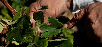 Il vino greco