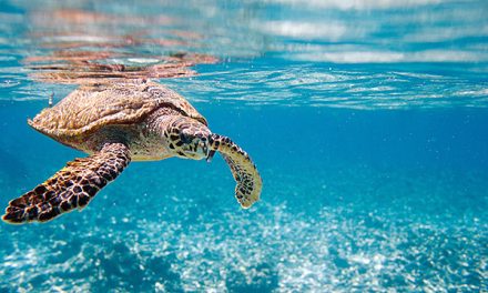 Buone notizie dal fronte di protezione di due specie a rischio di estinzione in Grecia