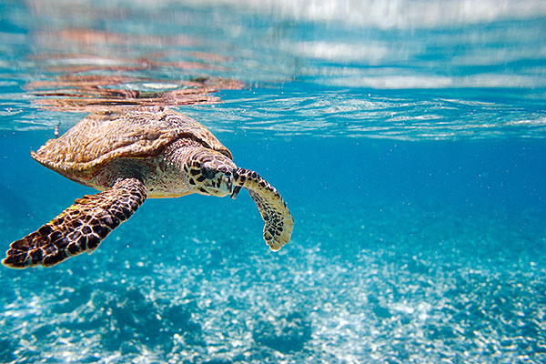 Buone notizie dal fronte di protezione di due specie a rischio di estinzione in Grecia