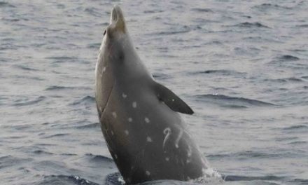 La balena a becco: una specie rara nel mar Ionio