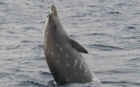 La balena a becco: una specie rara nel mar Ionio