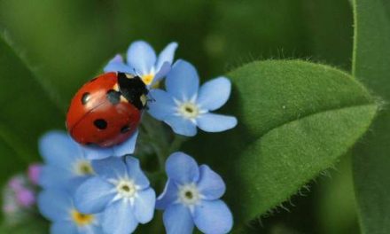 200,000 coccinelle a Rodi per salvare l’ibisco