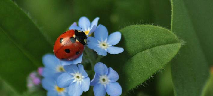 200,000 coccinelle a Rodi per salvare l’ibisco