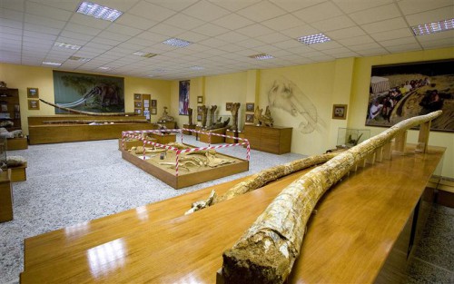 “La caccia degli elefanti a Grevena” -mostra al nuovo Museo Paleontologico di Milia, Grevena