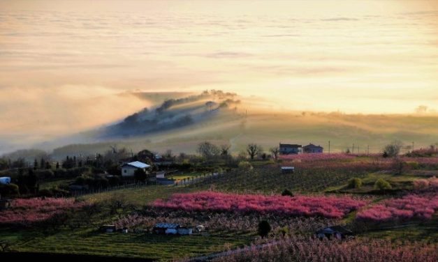 I “Peschi in fiore” di Veria in viaggio nel mondo