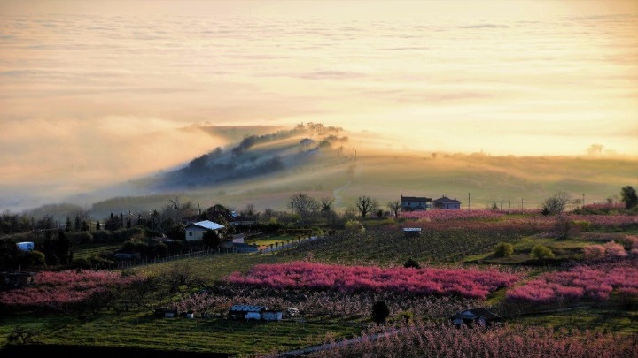 I “Peschi in fiore” di Veria in viaggio nel mondo