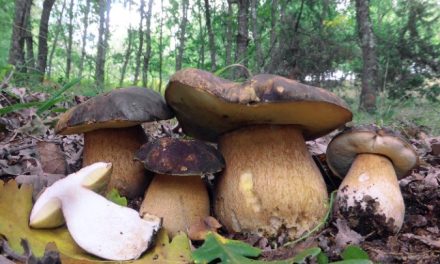 Il mondo affascinante dei funghi della Grecia !