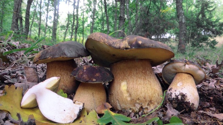 Il mondo affascinante dei funghi della Grecia !