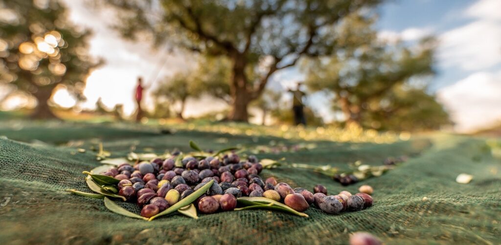 L’evoluzione e le influenze culinarie sulla cucina greca – una breve presentazione