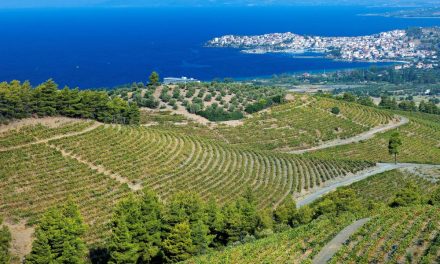 Strade del vino della Grecia settentrionale-Halkidiki