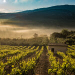 Strade del vino – La magia dei vigneti di Creta