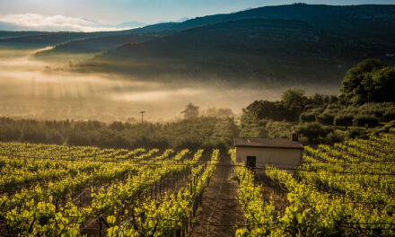 Strade del vino – La magia dei vigneti di Creta