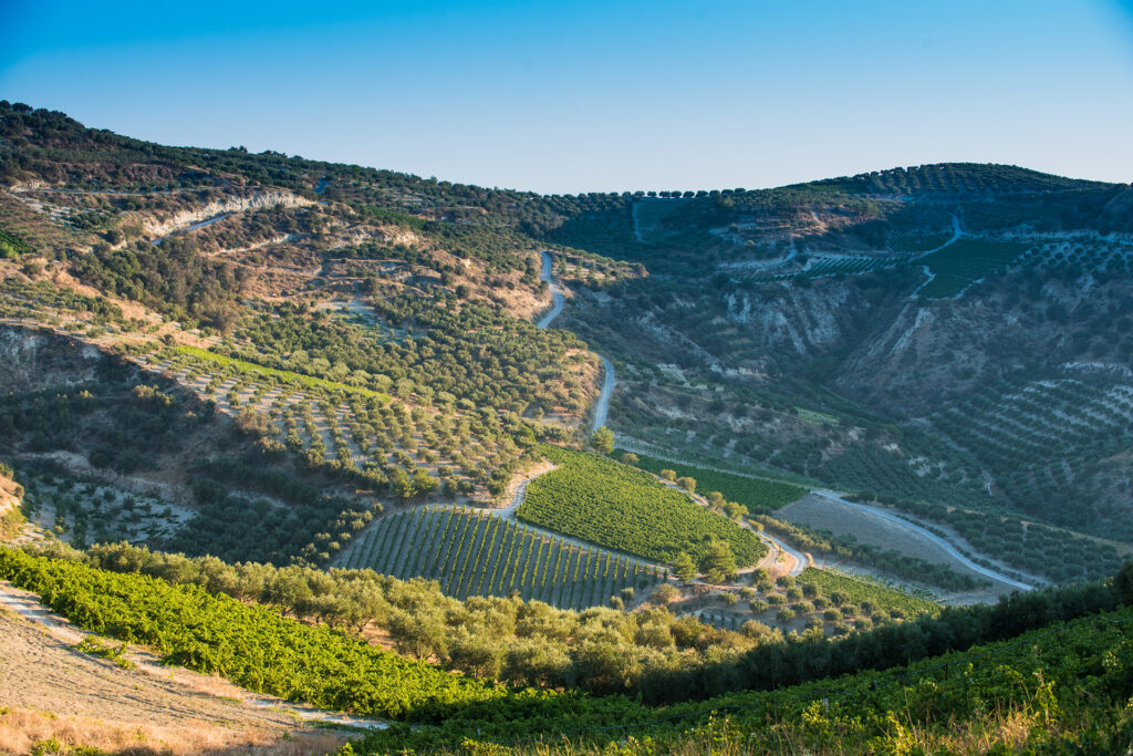 Vigneti di Creta @winesofcrete.gr