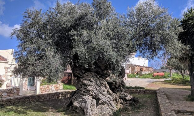 L’olivo, un albero prezioso dall’antichità ai nostri giorni: a Creta, uno dei più antichi al mondo
